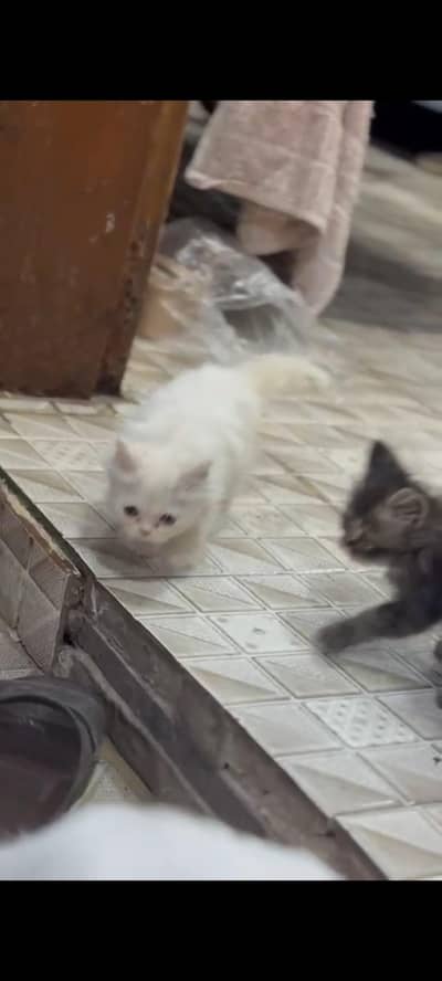 agr kese ko cats chaheye to msg kare