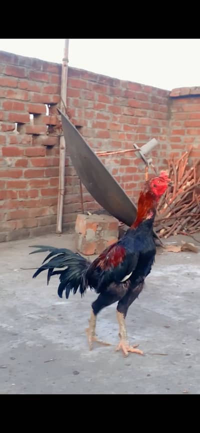 Aseel murga pakoya,Burmi