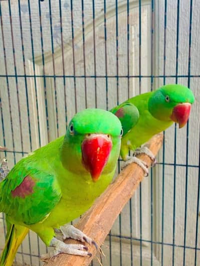 Kashmir raw parrot for sale 5 month age WhatsApp No 03414895928