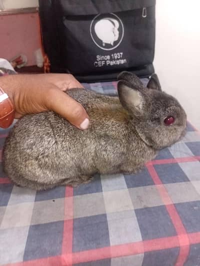 Netherland Dwarf rebbits.  Contact: 0308 3581413.