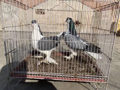 Magpie pouter Breeder Pair And Lahori germen Sherzi