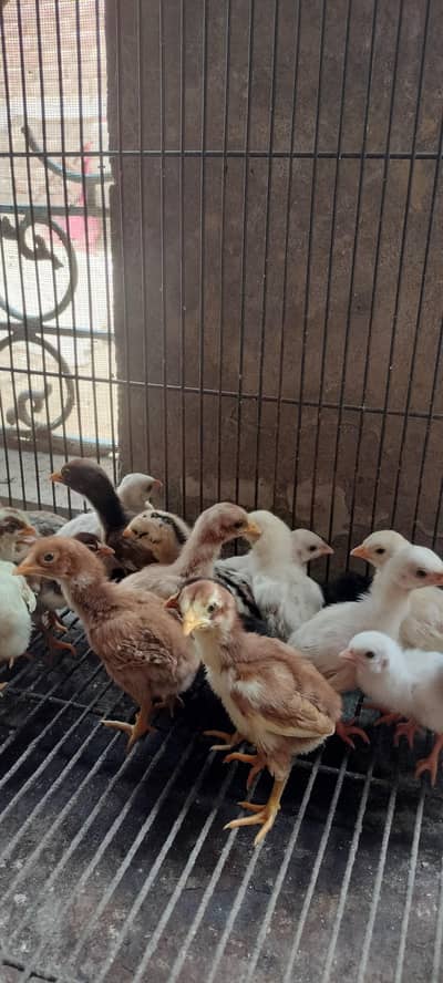 pure Aseel chicks