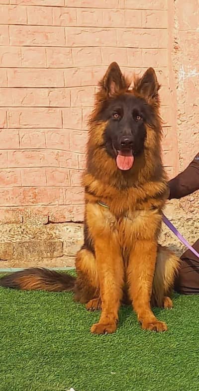 German Shepherd long coated female for sale 7 month