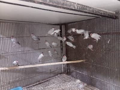 Silver java breeder pairs