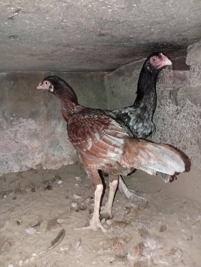 aseel murghi i #murghi  #hens 6000 dono ko price ha munasibbkrdon ga