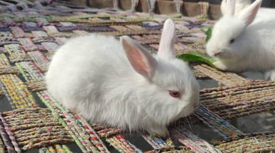 Angora Rabbit pair  for sale