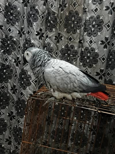 male parrot