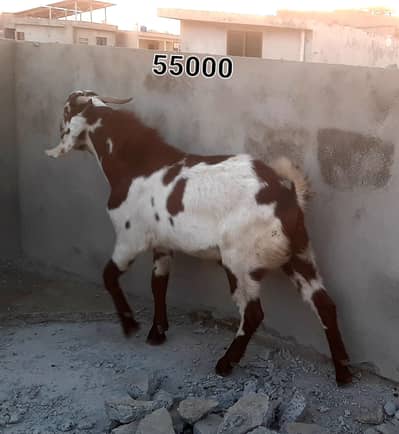 Healthy Kheery Breeder Bakry for Qurbani