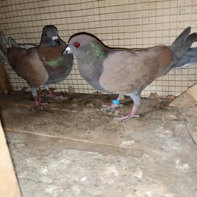 Qasid & Siyal kaboter pairs