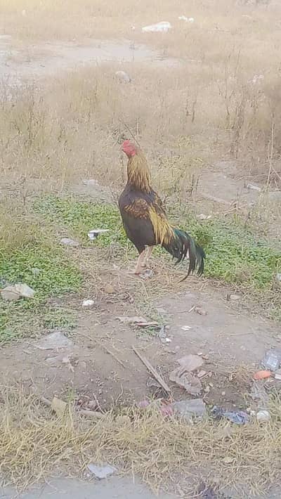 Mian wali active male