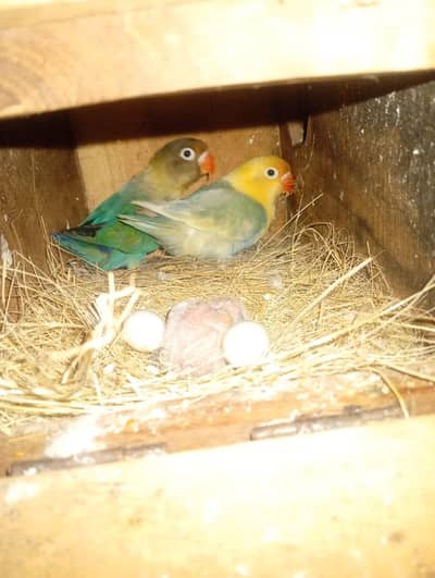 Breeder pair with eggs and chick