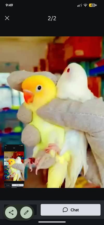 albino red eye creamino chicks available