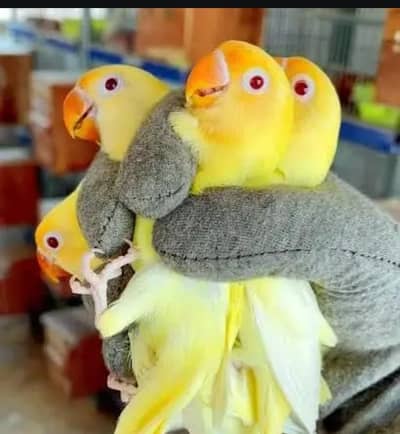 albino red eyes creamino quality chicks