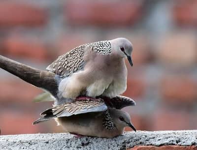 Spotted dove pair + 1 extra female available birds fancy peigon