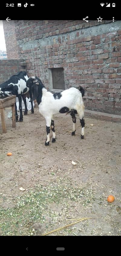 dasi Bakra