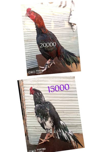 aseel breeder cheena lasani lakha