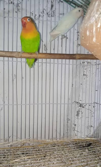 Breeder Pair (Good Size )