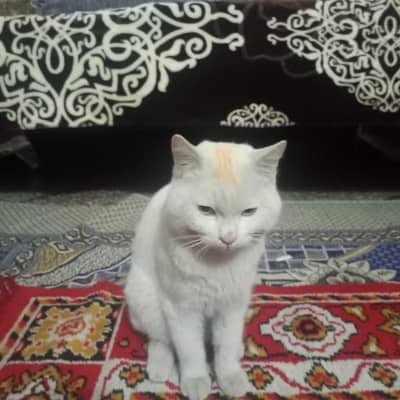 double coat persian