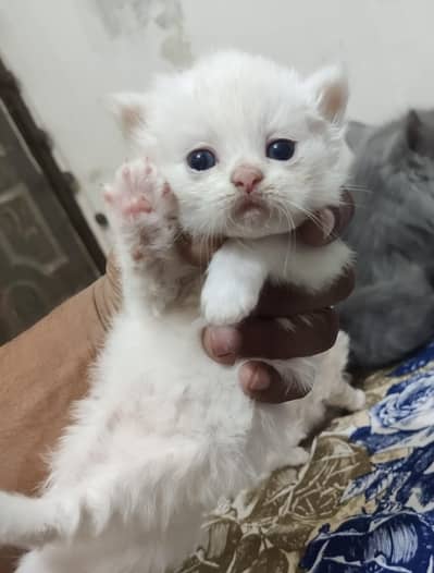 Persian cat | Persian kittens | Persian male cat