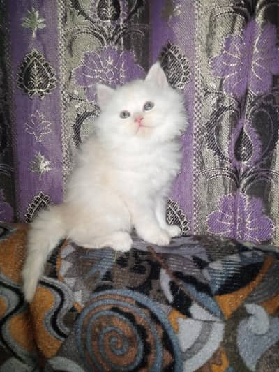 Persial White Triple Coated Semi Punch Male kitten for Sale