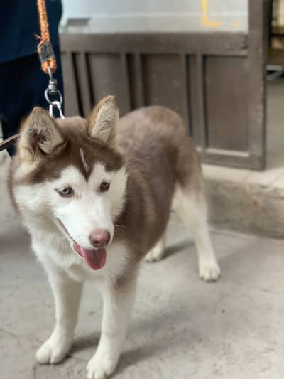 SIBARIN HUSKY PUPPY WOLLY COAT 4mon