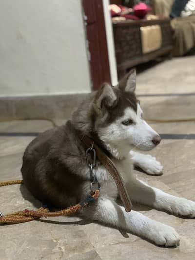 SIBARIN HUSKY PUPPY WOLLY COAT 4mon