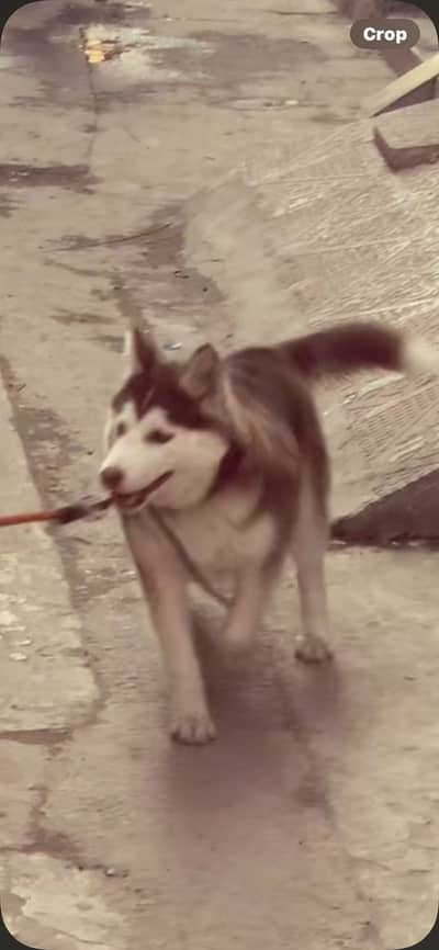 SIBARIN HUSKY PUPPY WOLLY COAT 4mon