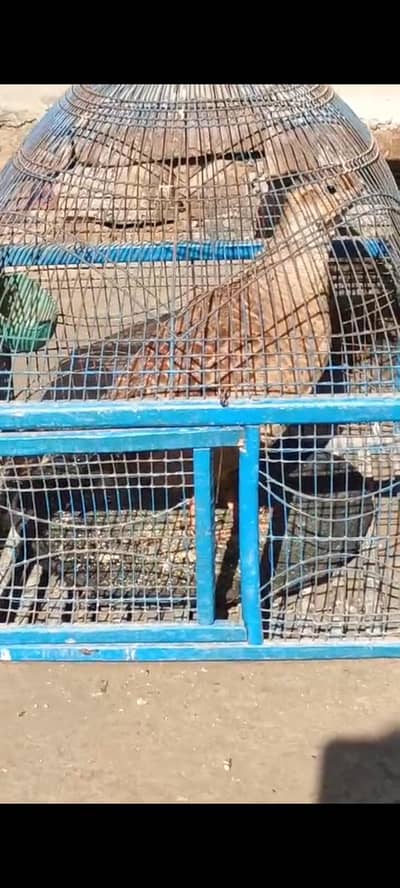 Dakhni Irani Breeder Male/Female