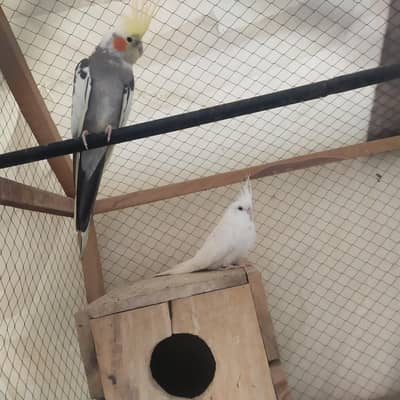 cocktail breeder pair far sale