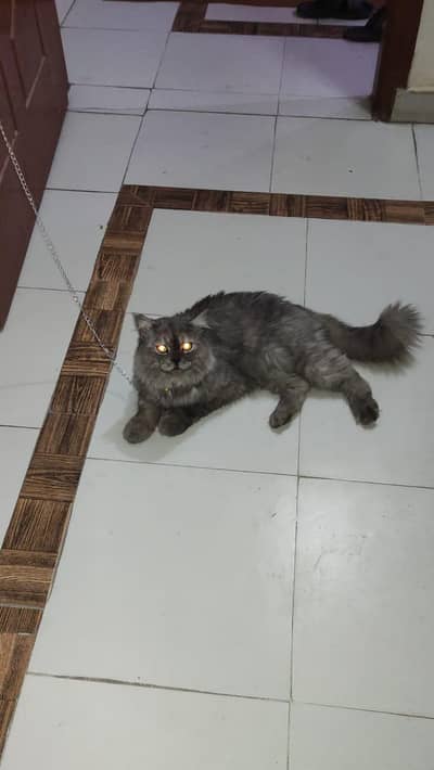 A Persian cat