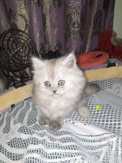 Persian Triple Coated  Kitten  for Sale