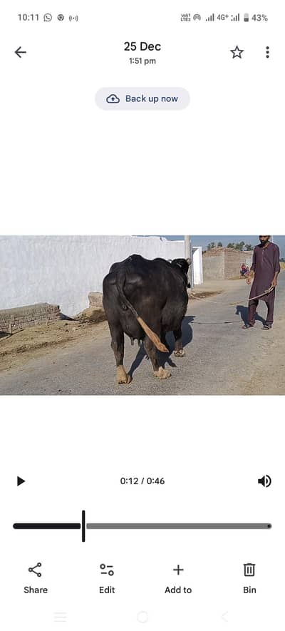 Bohat acha doodh densy wali buffalo