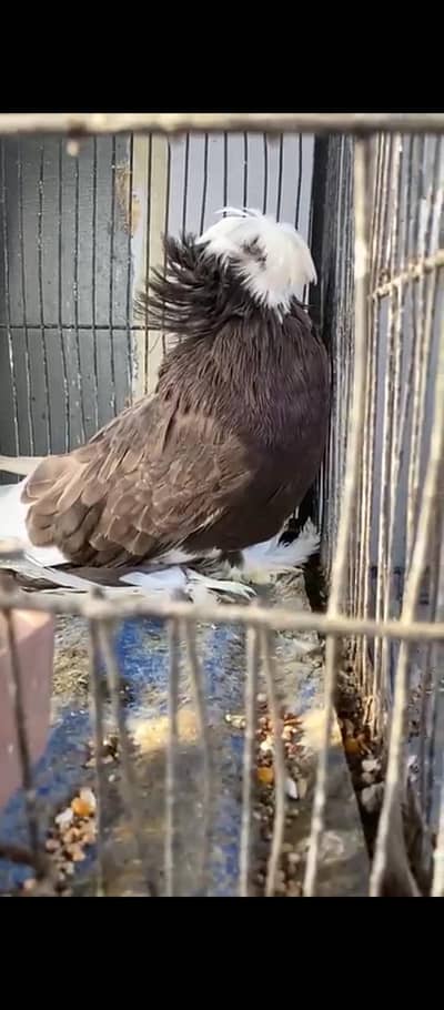 Trumpeter Bukhara Big Palmoz and Hood A-one Quality Female