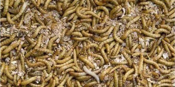 mealworms