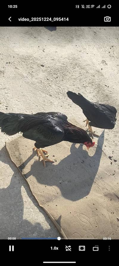 Aseel Murga mashallah black patha h