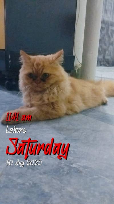 Persian female for urgent sale