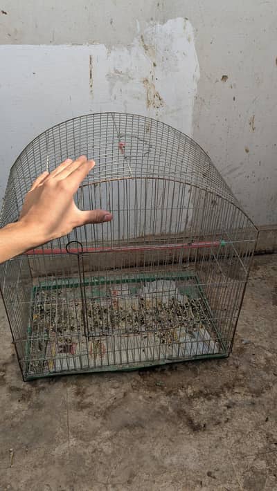 2 cages are for sale 1 big 1 small and lovebirds are also for sale