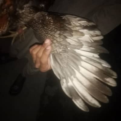 best murga New for sale in Lahore