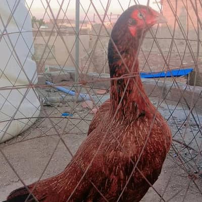 morge ha andoo pa aya rahe ha