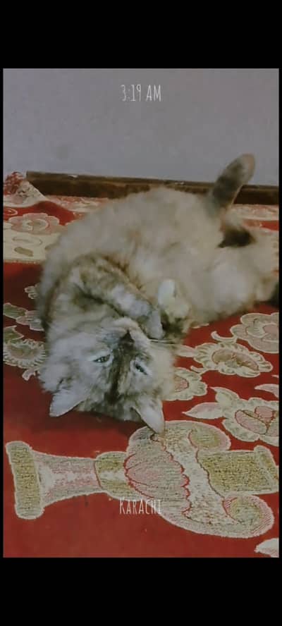 Nhi jatna ma size ka age 12 months sy zayda hy or pregnant b hy rate