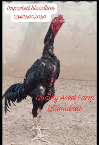 Imported bloodline high quality