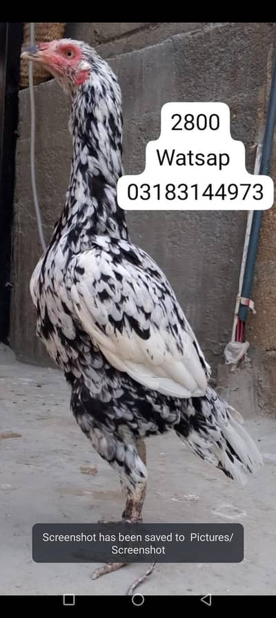 aseel murga | aseel murgi | murga