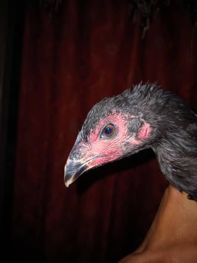 Thai super neck locker female for sale