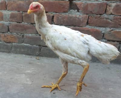 3 healthy male shamo cross sindhi.