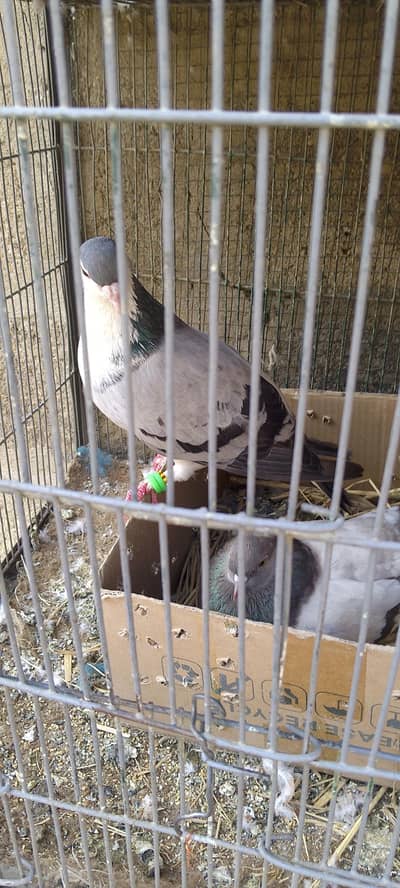 all pigeons available for sale koi bhi pigans chahiya rabta karan