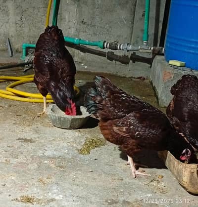 RIR Heritage Pair Available