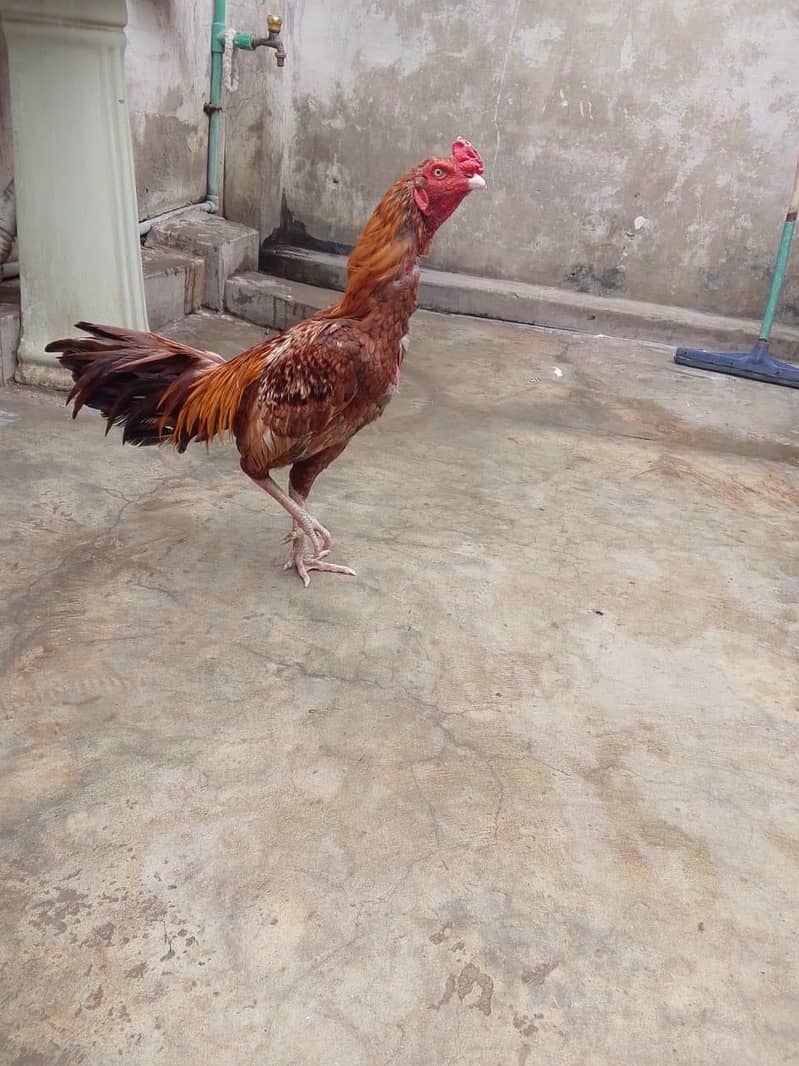 Aseel murga for sale 0