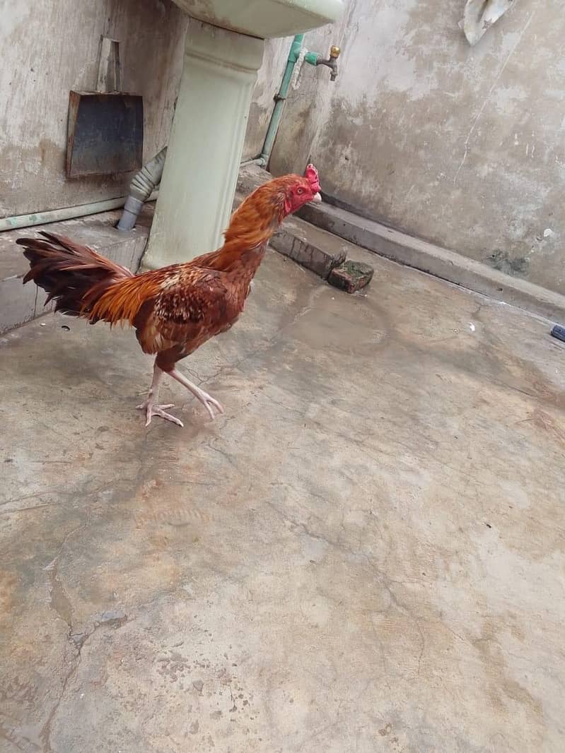 Aseel murga for sale 1