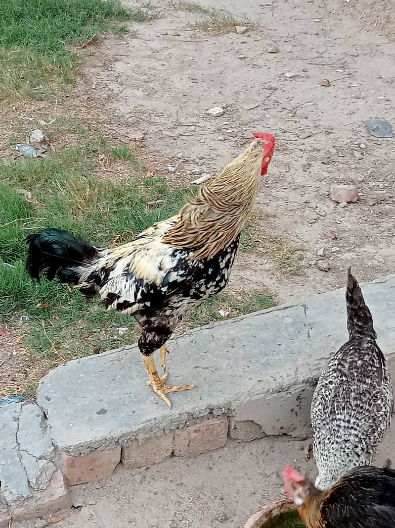 Aseel murga for sale 3