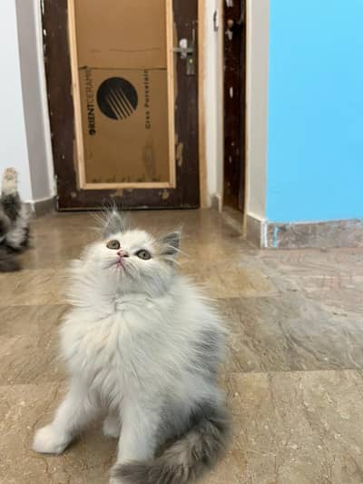 Persian kitten| double Coated |Doll Face kittens fluffy super coated